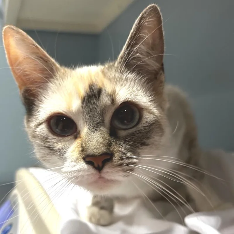 An adult medium-sized female White Domestic Short Hair cat named Rice Pudding for adoption in Chattanooga, TN