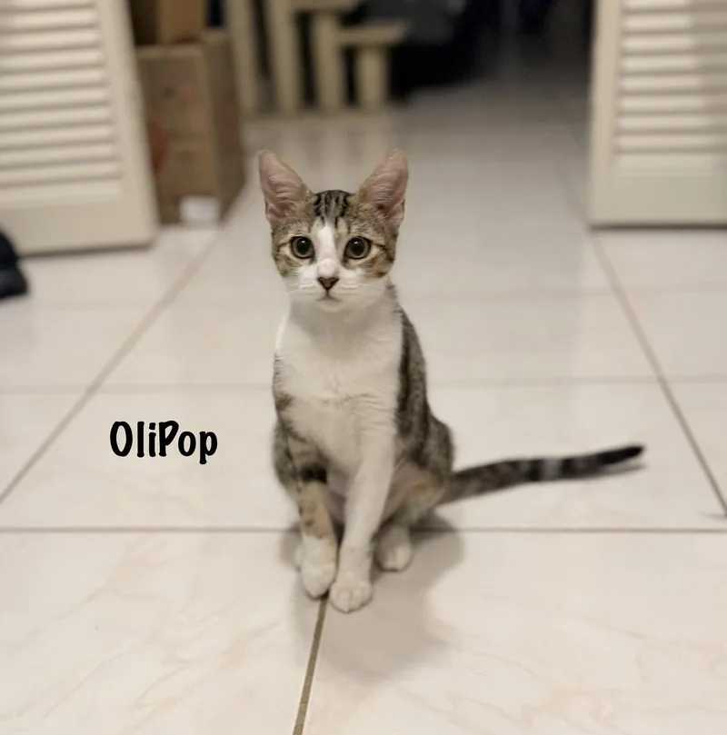 A baby medium-sized female Tabby cat named OliPop for adoption in Fort Myers, FL