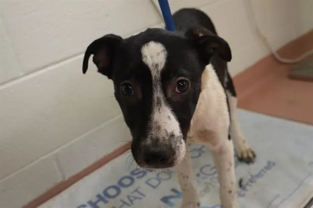 A baby small-sized female Mixed Breed dog named Wave for adoption in Columbia, SC