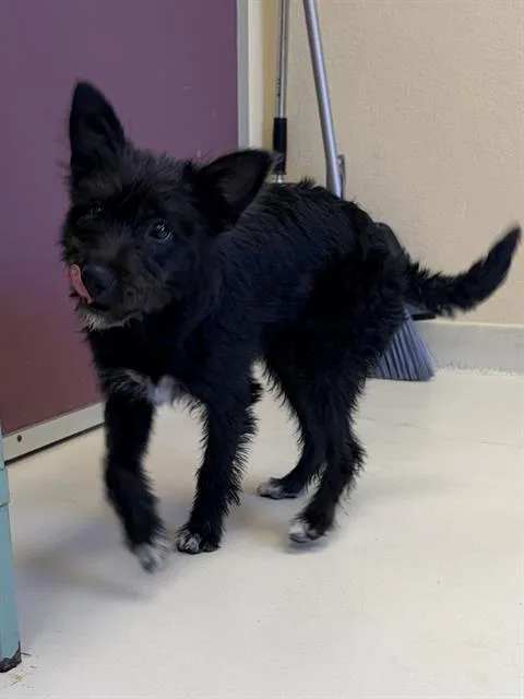 A baby small-sized female Terrier dog named Harriet for adoption in Santa Cruz, CA