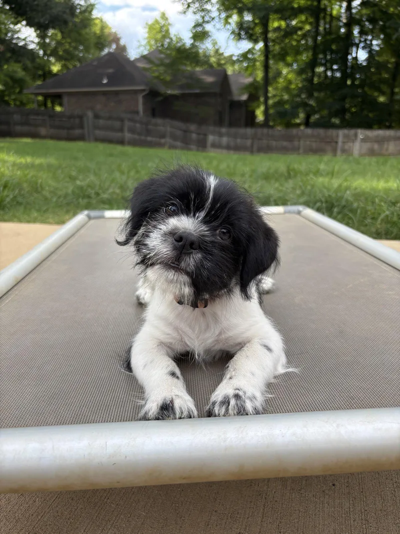 A baby small-sized female Shih Tzu dog named Sydney for adoption in Southaven, MS