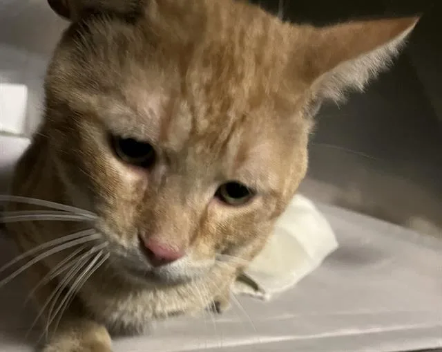 An adult large-sized male Domestic Short Hair cat named Rubio for adoption in Miami, FL