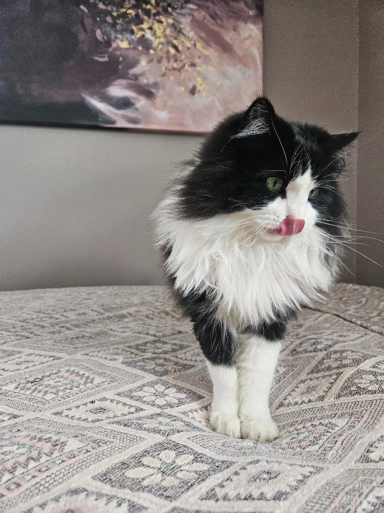 Emmetno Longer Accepting Apps