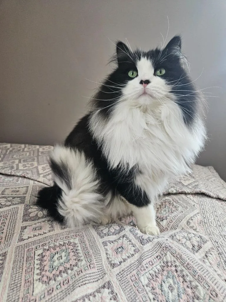 Emmetno Longer Accepting Apps thumbnail 2