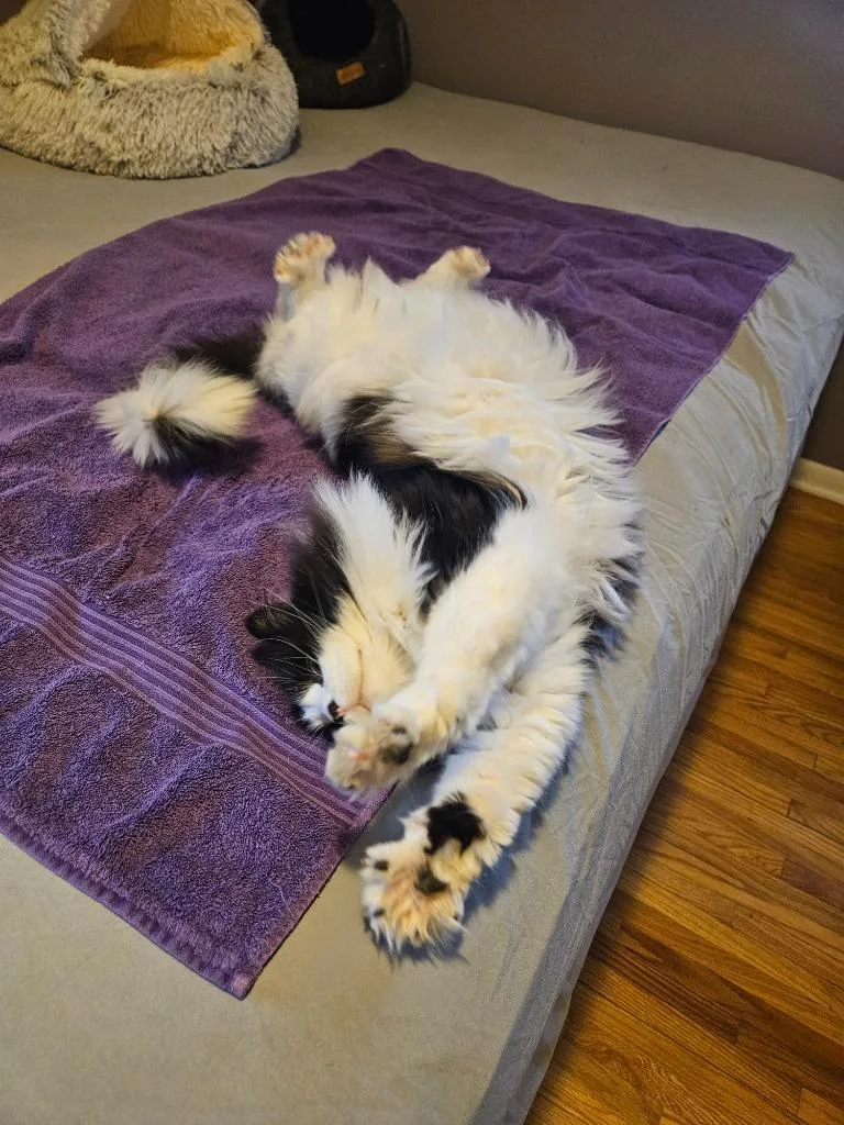 Emmetno Longer Accepting Apps thumbnail 3