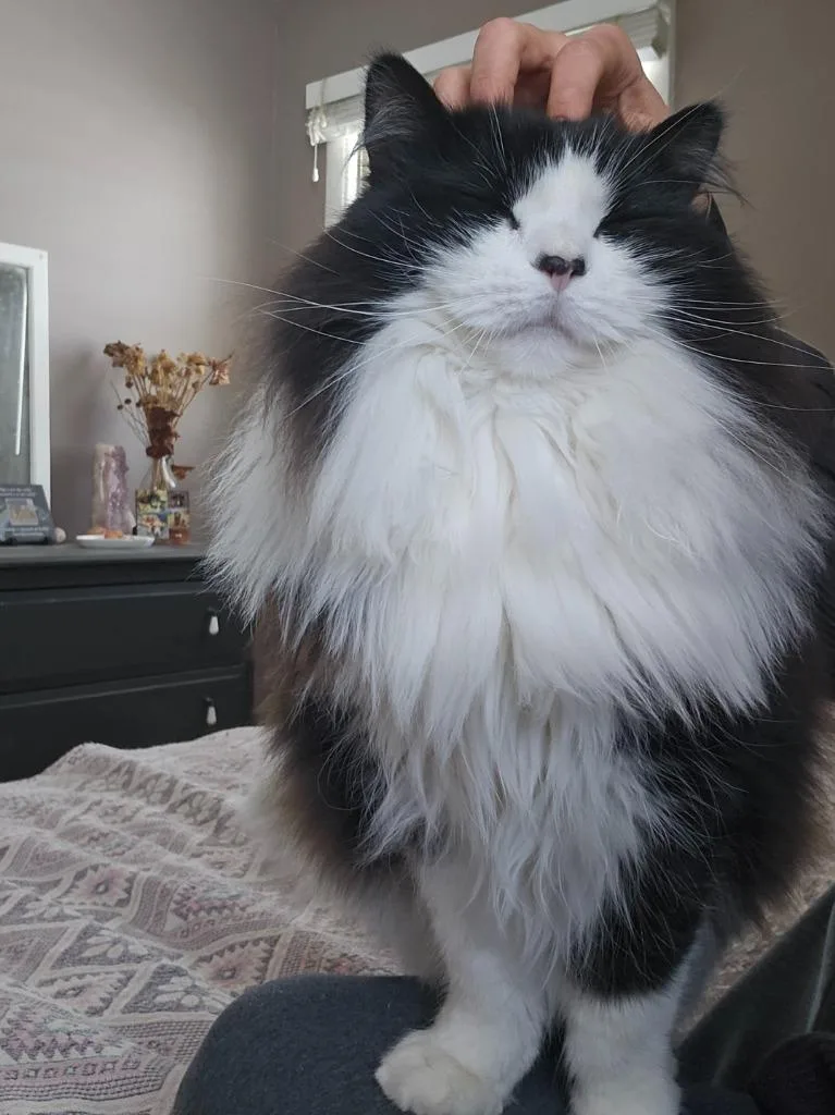 Emmetno Longer Accepting Apps thumbnail 4