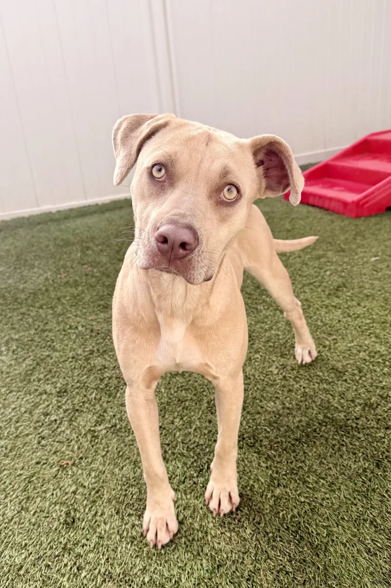 Daisy Mae thumbnail 2