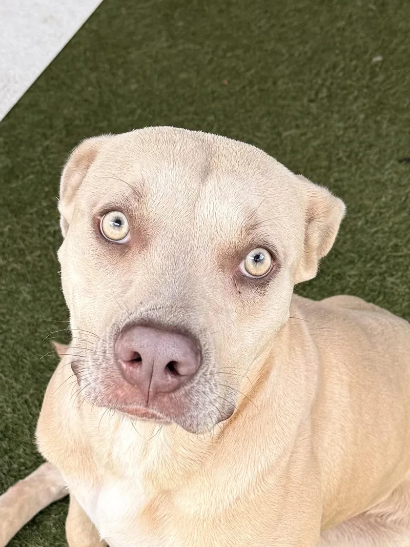 Daisy Mae thumbnail 4