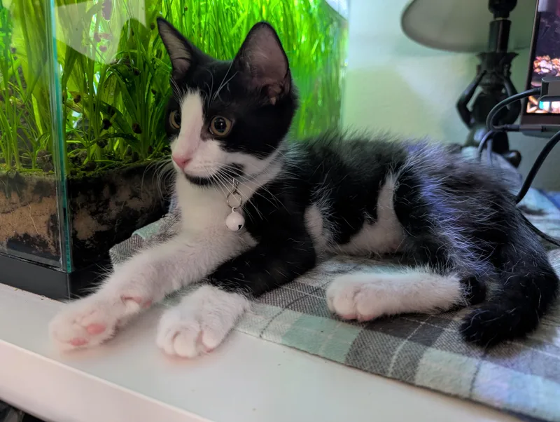 A baby small-sized male Black Domestic Short Hair cat named Duke for adoption in Burbank, CA