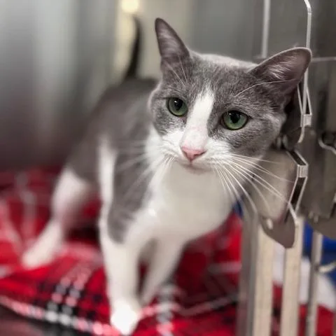 An adult large-sized female Domestic Short Hair cat named Autumn for adoption in Fort Smith, AR