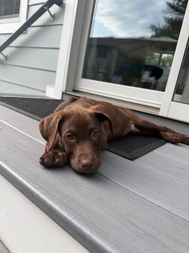 A baby medium-sized male Labrador Retriever dog named Hank for adoption in Riverdale, NJ