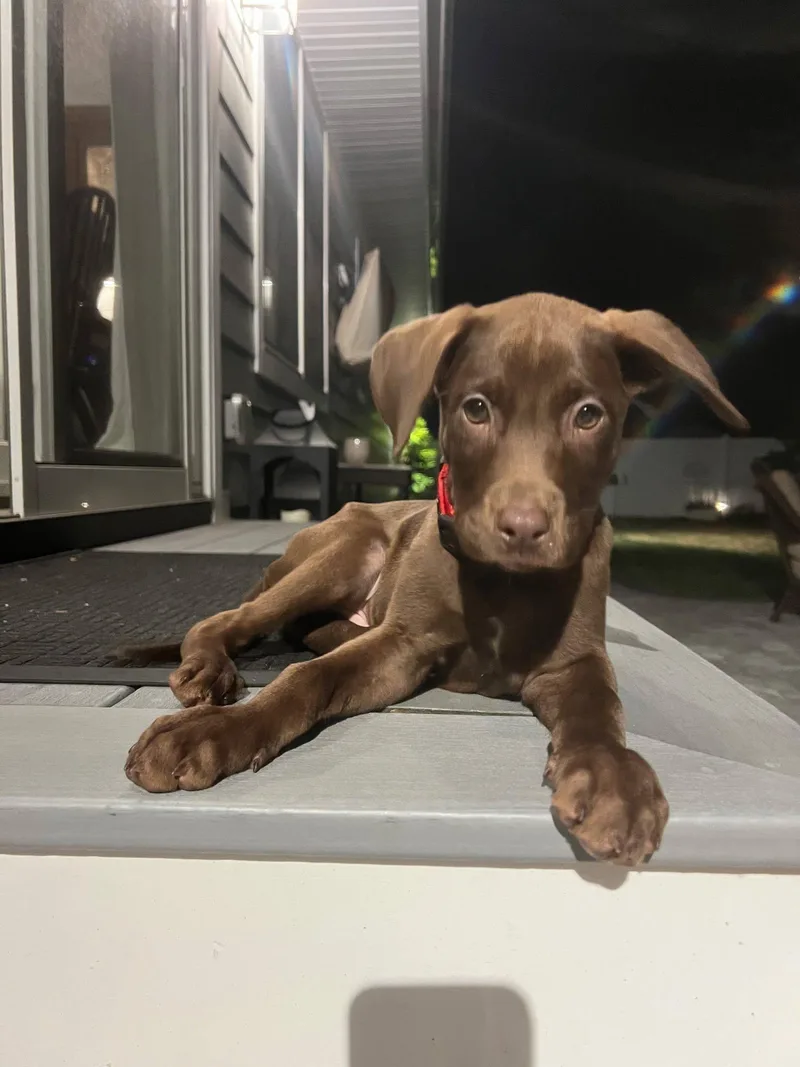 Hank thumbnail 2