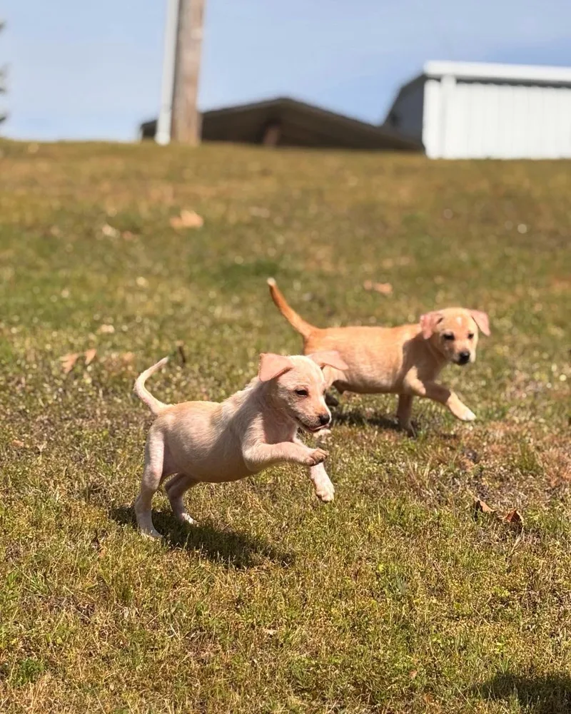 A baby medium-sized female Yellow / Tan / Blond / Fawn Labrador Retriever dog named Java for adoption in Collierville, TN