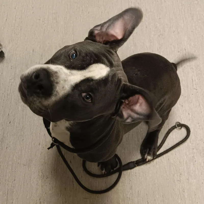 A young medium-sized male Gray / Blue / Silver Pit Bull Terrier dog named Joey for adoption in Elizabeth City, NC