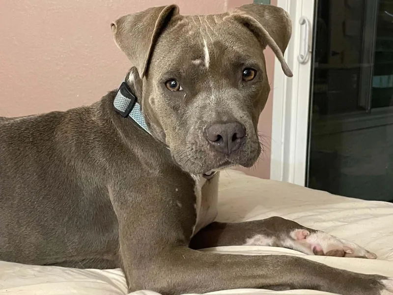 A young medium-sized female Pit Bull Terrier dog named Madeline for adoption in Phoenix, AZ