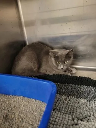 An adult medium-sized female Domestic Medium Hair cat named Ash Working Cat for adoption in Fergus Falls, MN