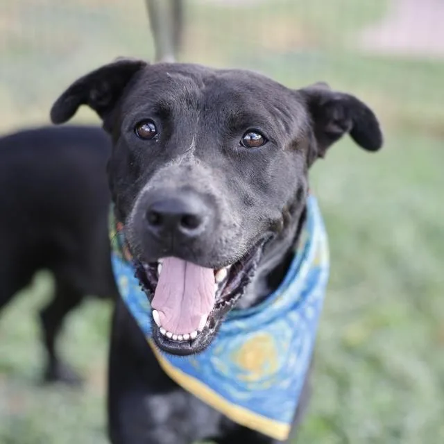 A young medium-sized male American Staffordshire Terrier dog named West for adoption in San Antonio, TX