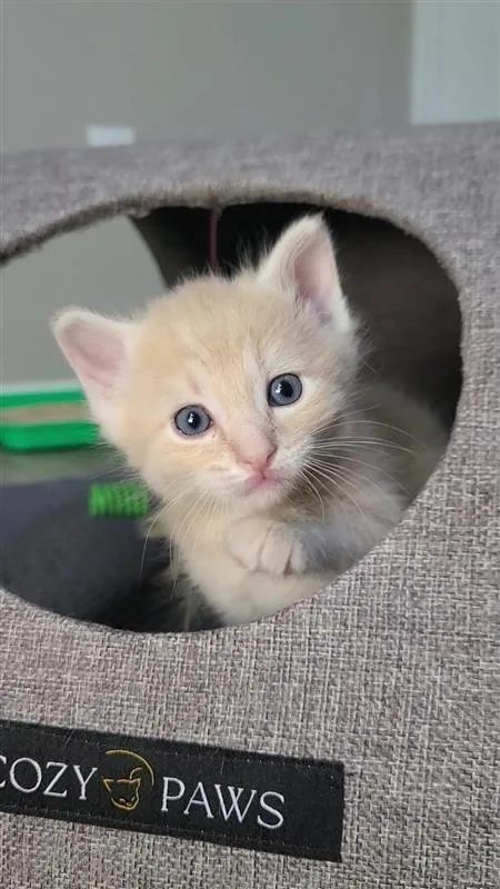 A baby small-sized male Domestic Short Hair cat named Yoshi for adoption in Fayetteville, AR