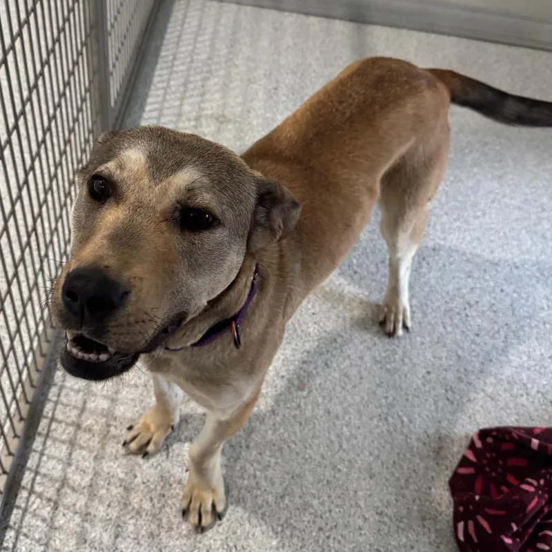 An adult medium-sized female Yellow / Tan / Blond / Fawn Labrador Retriever dog named Rumi for adoption in Pineville, MO