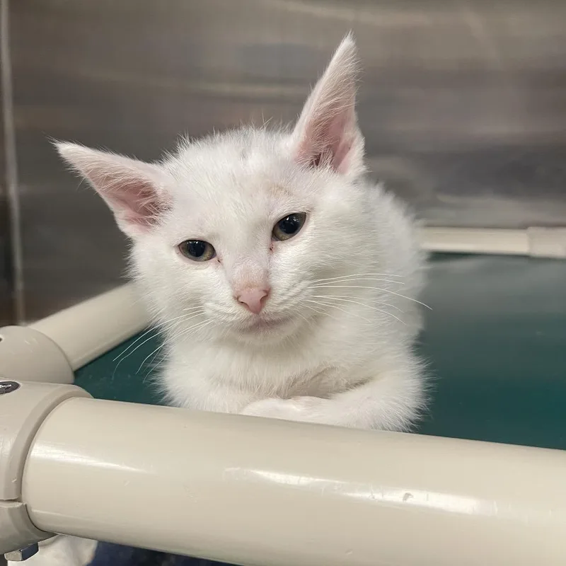 A baby small-sized male White Domestic Short Hair cat named Cateye for adoption in Mentor, OH