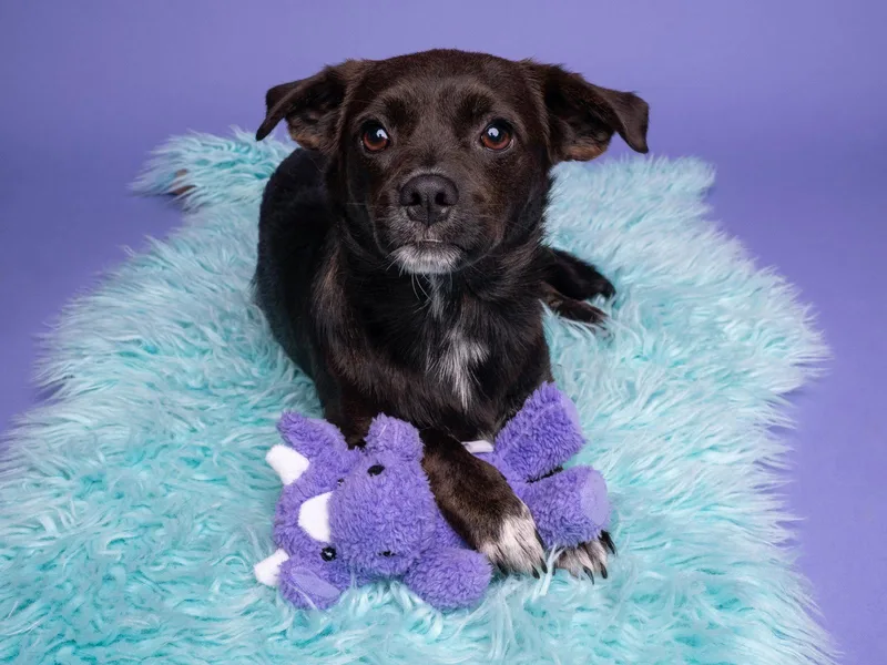 A young small-sized male Beagle dog named Boondoggle for adoption in Palo Alto, CA