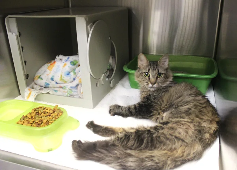A young large-sized female Tabby (Brown / Chocolate) Domestic Long Hair cat named Vicky for adoption in Yucca Valley, CA