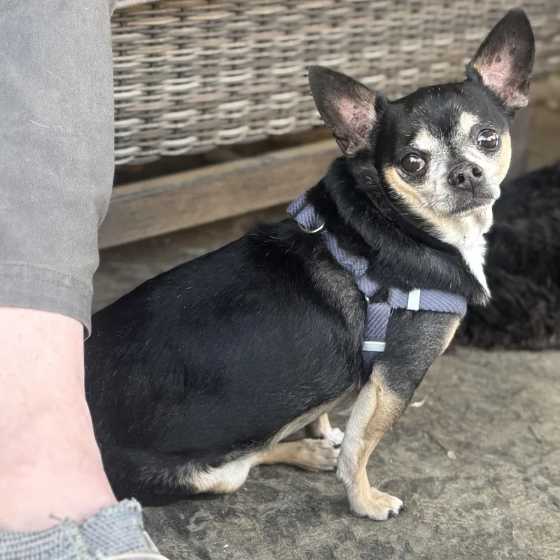 Mr. Nugget Axl thumbnail 2