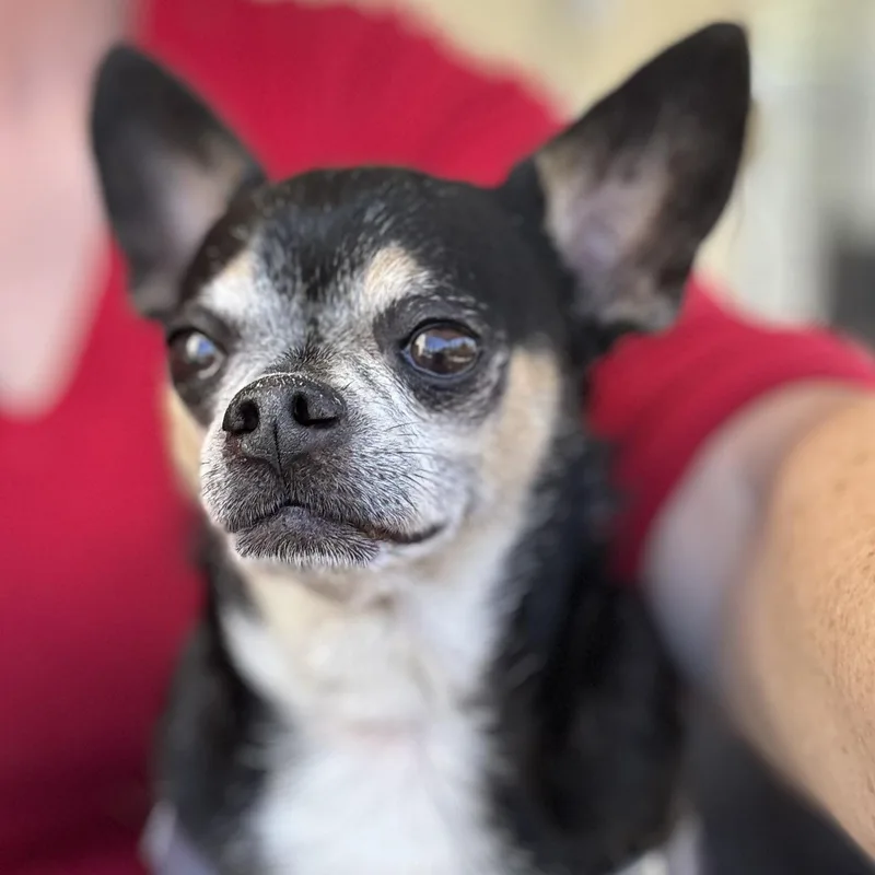 An adult small-sized male Brindle Chihuahua dog named Mr. Nugget Axl for adoption in Ridgefield, WA