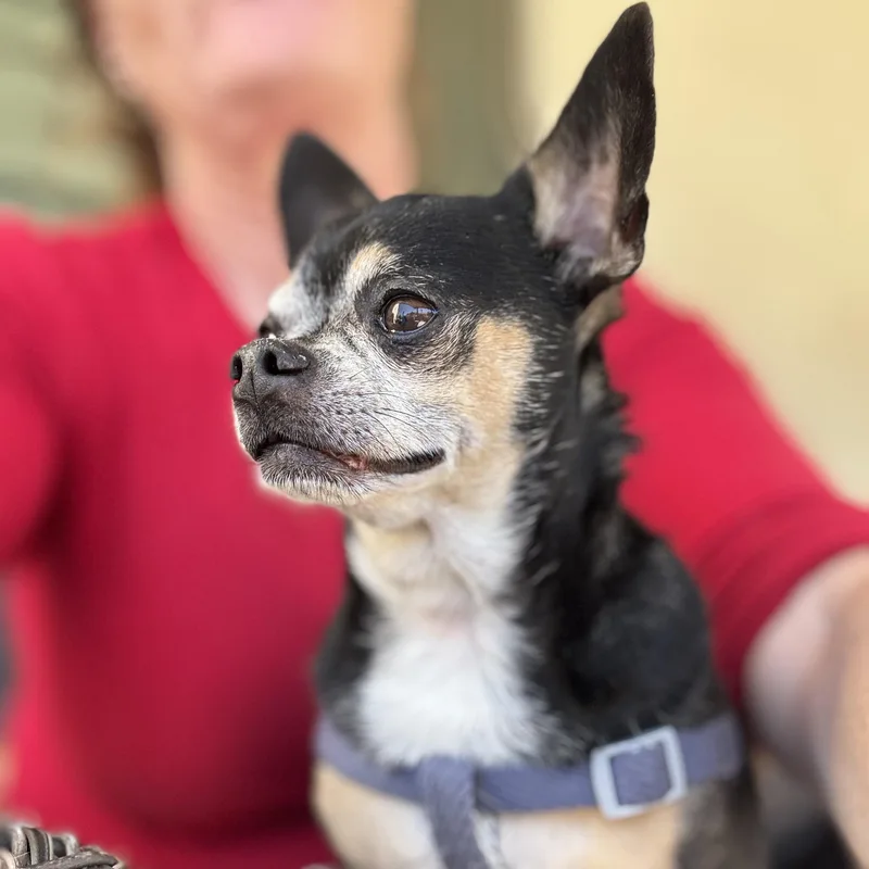 Mr. Nugget Axl thumbnail 3