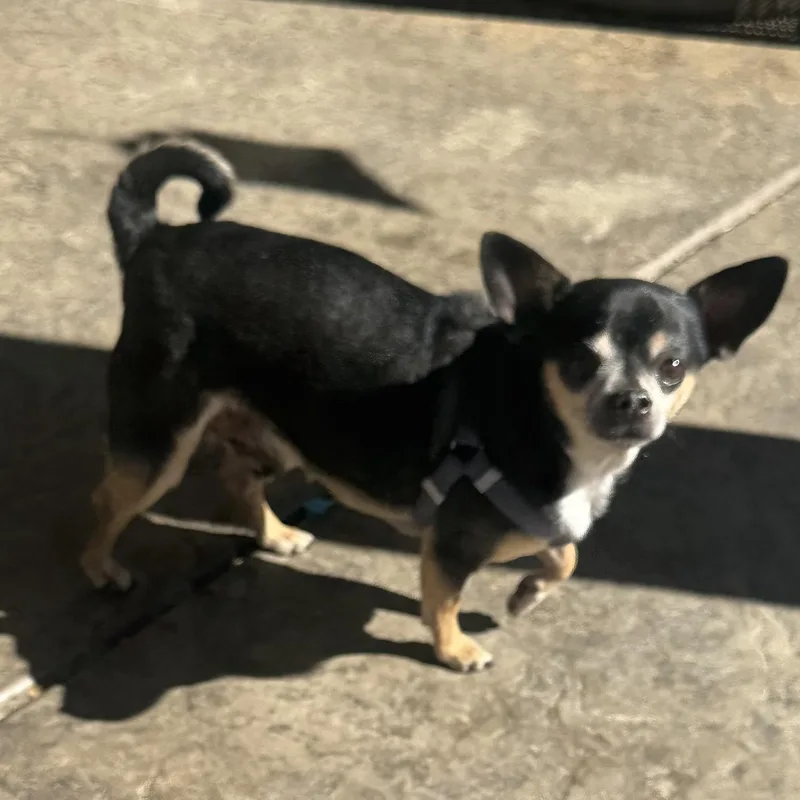 Mr. Nugget Axl thumbnail 4