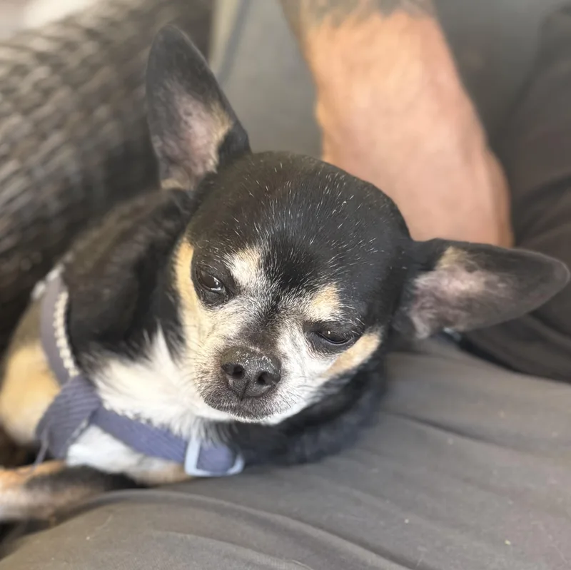 Mr. Nugget Axl thumbnail 5