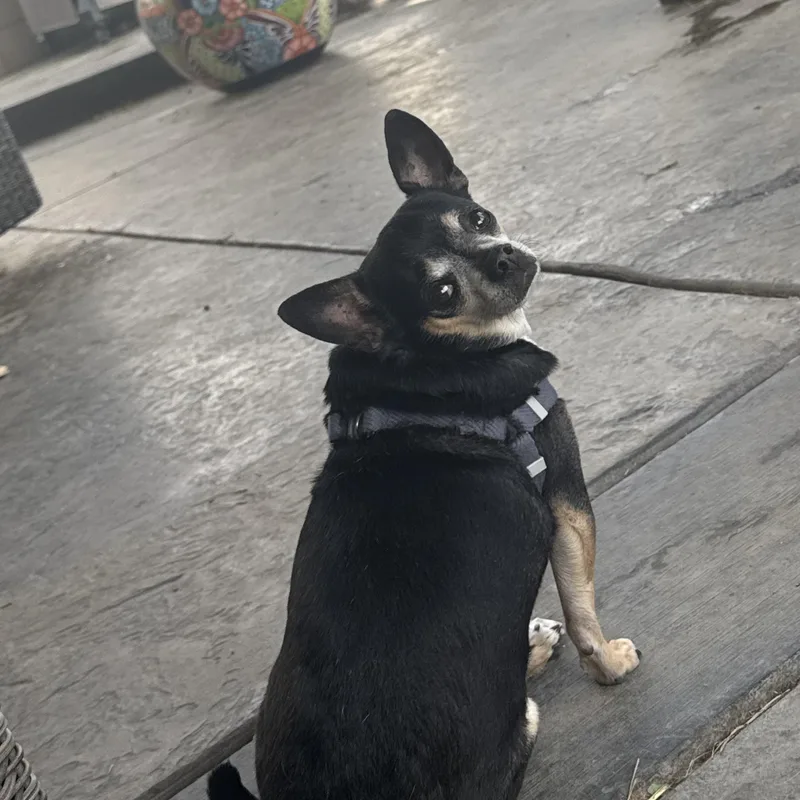 Mr. Nugget Axl thumbnail 6