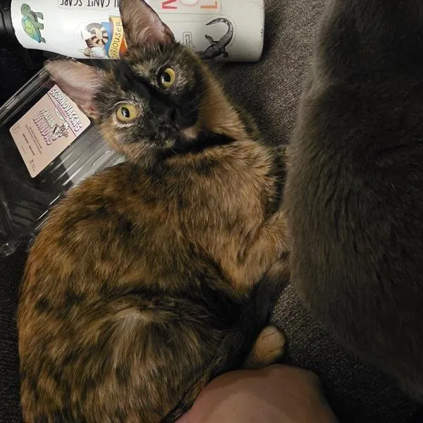 A young medium-sized female Domestic Short Hair cat named Molly Weasley for adoption in Des Moines, IA