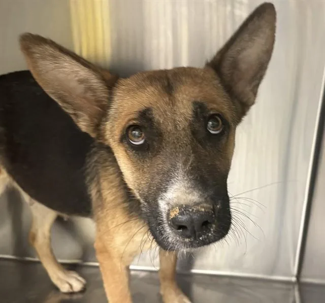 A young medium-sized female German Shepherd Dog dog named Minerva for adoption in Tucson, AZ