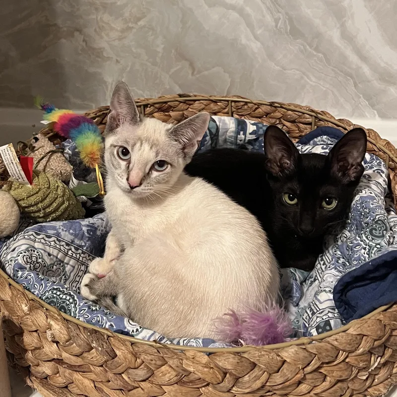 A baby small-sized male Black Domestic Short Hair cat named Kovu for adoption in Liverpool, TX