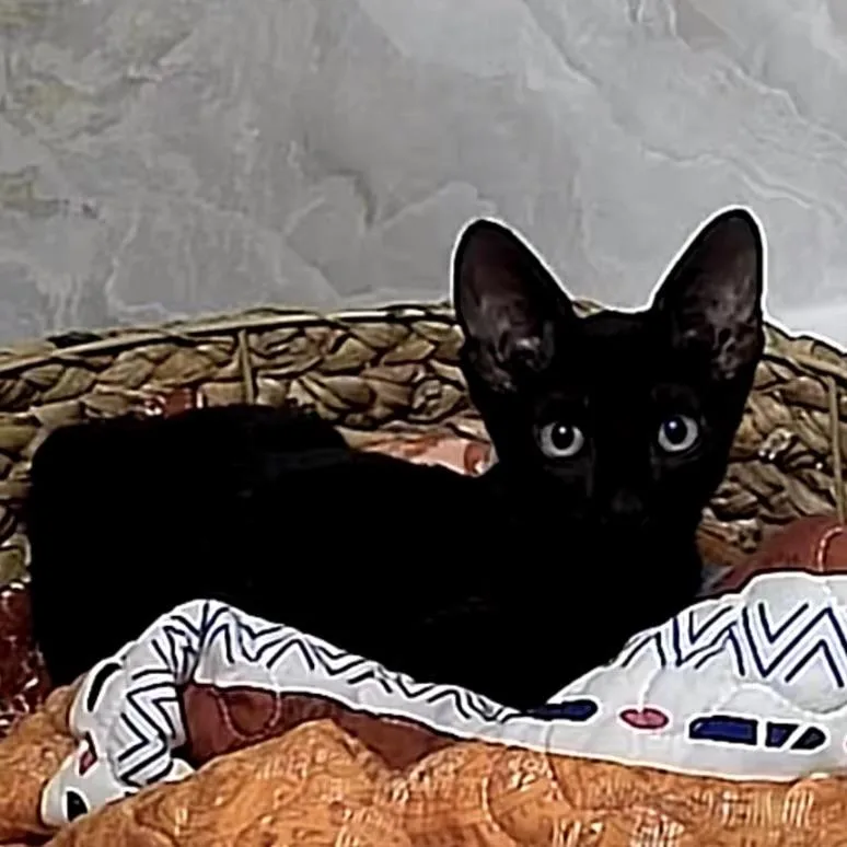 Kovu thumbnail 5