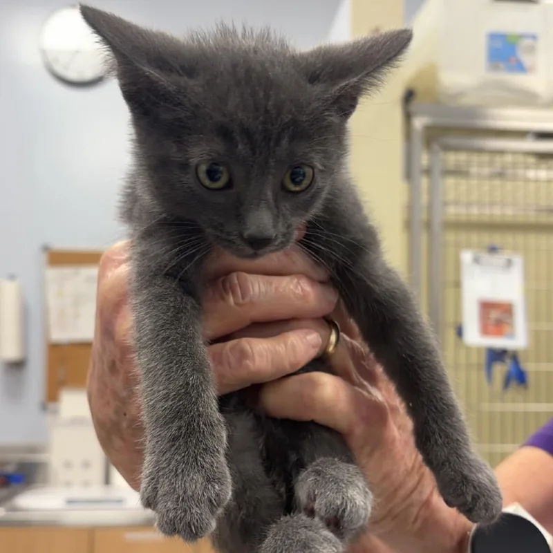 A baby small-sized male Gray / Blue / Silver Russian Blue cat named Noah for adoption in Madisonville, TN