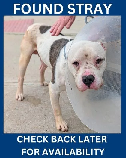 An adult medium-sized male Mixed Breed dog named Elwood for adoption in Hamilton, NJ