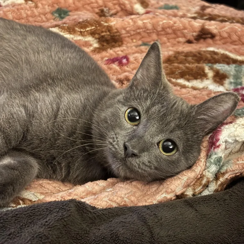 Violet