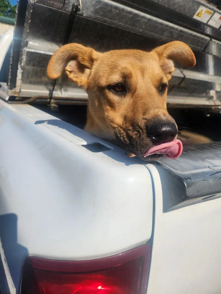A baby medium-sized female Labrador Retriever dog named Isabelle for adoption in Mocksville, NC