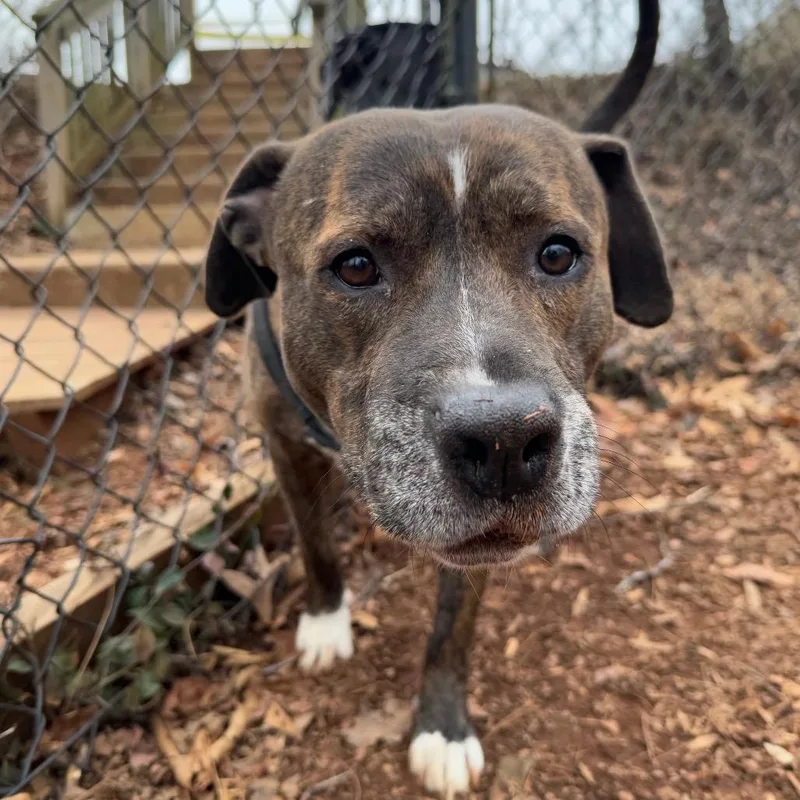 Humphrey thumbnail 2