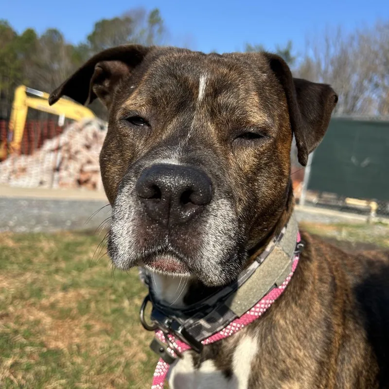 Humphrey thumbnail 3