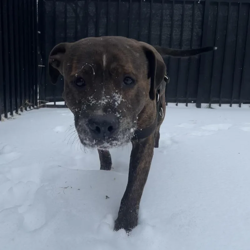 Humphrey thumbnail 4