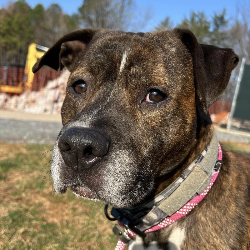 Humphrey thumbnail 5