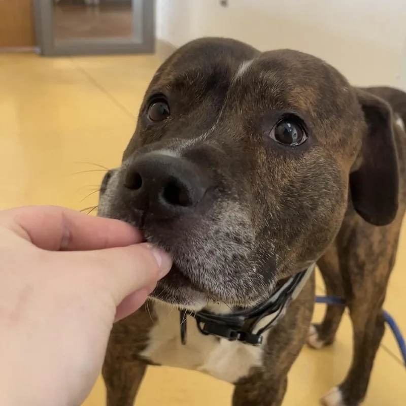 Humphrey thumbnail 6