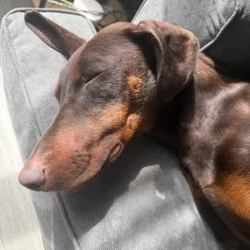 An adult medium-sized female Brown / Chocolate Doberman Pinscher dog named Winona for adoption in Salt Lake City, UT