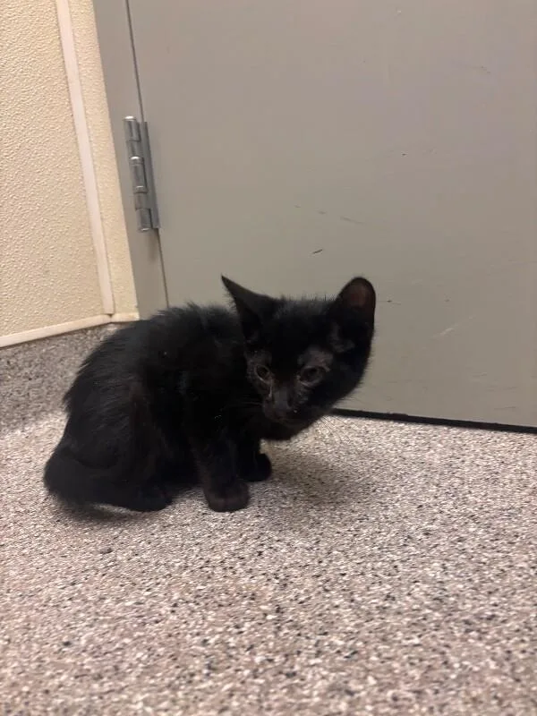 A young medium-sized male Black Domestic Short Hair cat named Journey for adoption in Disputanta, VA