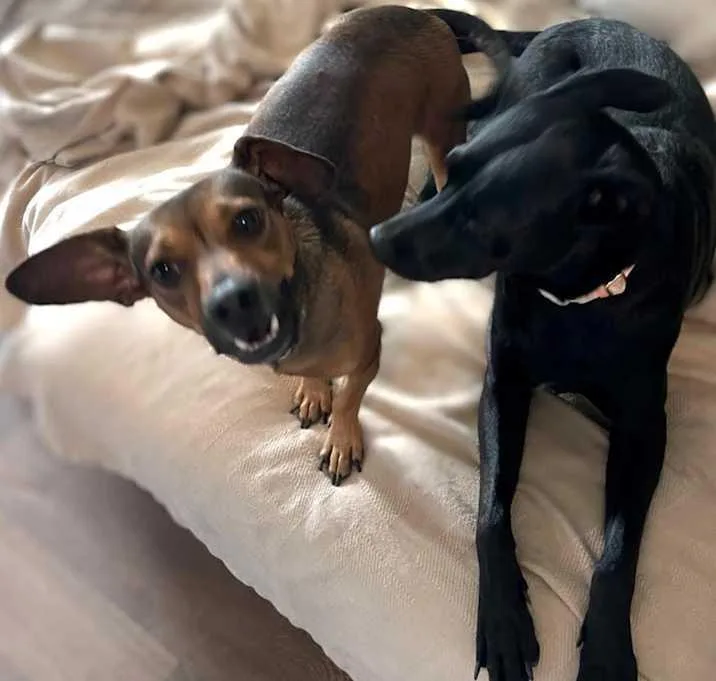 An adult medium-sized female Black Rat Terrier dog named Sprout for adoption in Inez, TX