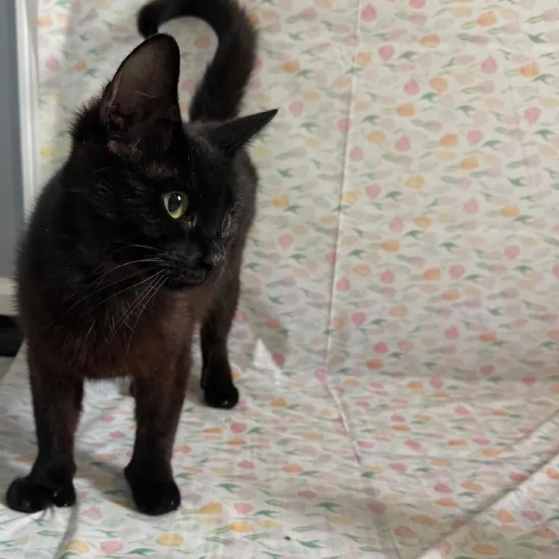 A young medium-sized female Black Domestic Short Hair cat named Scrabble for adoption in Greenville, NC