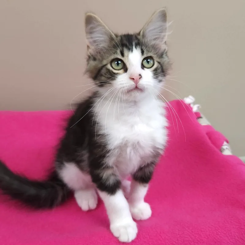 A baby medium-sized male Tabby (Brown / Chocolate) Domestic Medium Hair cat named Paw Solo for adoption in Marshfield, WI